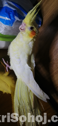 Cockatiel Lutino pearl Baby